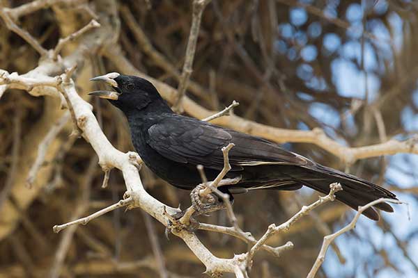 Bawolik białodzioby (Bubalornis albirostris)