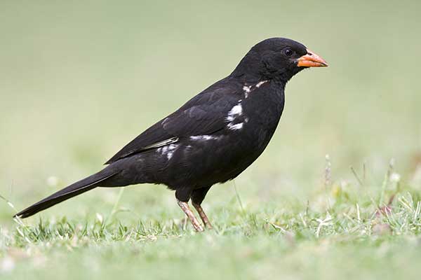 Bawolik czerwonodzioby (Bubalornis niger)