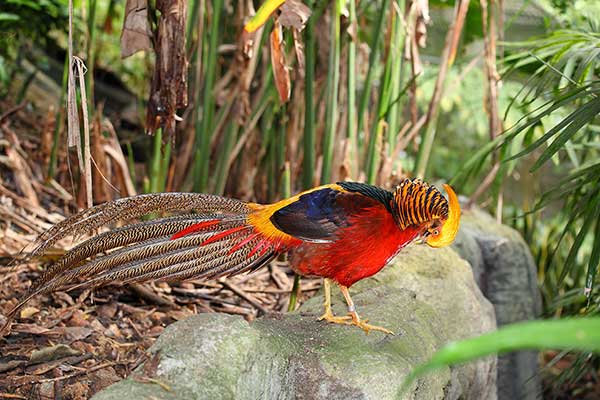 Bażant złocisty (Chrysolophus pictus)