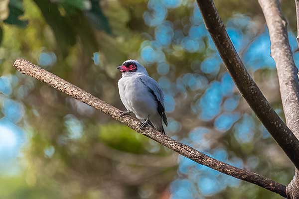 Bekarda maskowa (Tityra semifasciata)