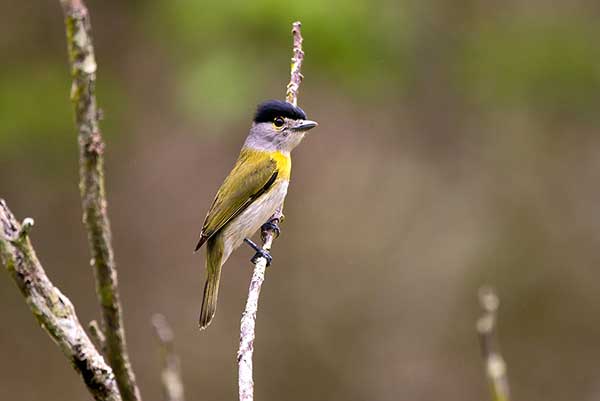 Bekardzik zielony (Pachyramphus viridis)