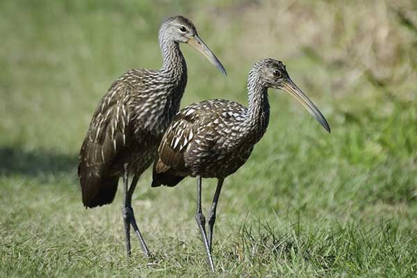 Bekaśnica (Aramus guarauna)