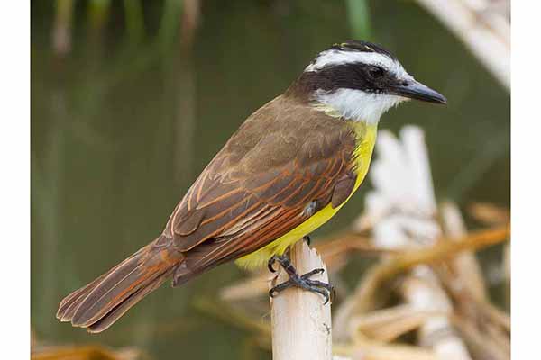 Bentewi wielki (Pitangus sulphuratus)