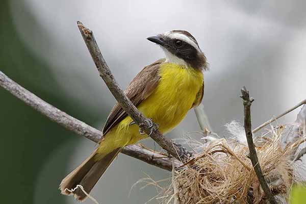 Bentewi złotociemieniowy (Myiozetetes cayanensis)