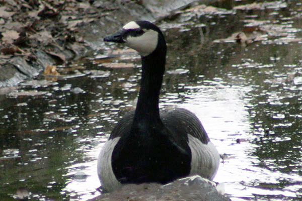 Bernikla białolica (Branta leucopsis)