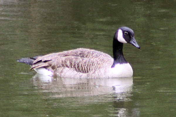 Bernikla kanadyjska (Branta canadensis)