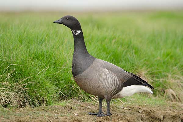 Bernikla obrożna (Branta bernicla)