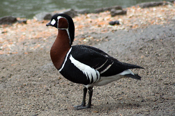 Bernikla rdzawoszyja (Branta ruficollis)