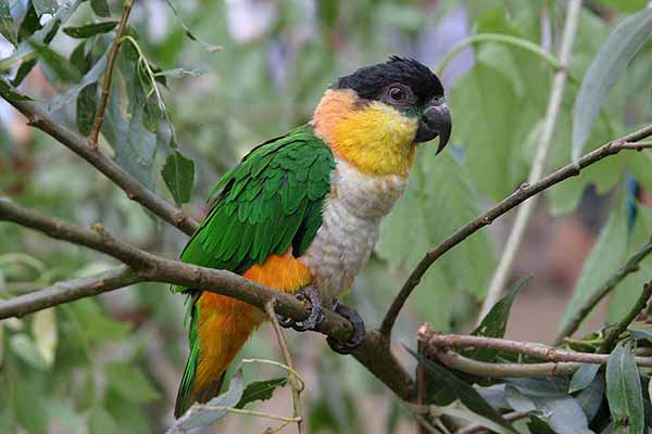 Białobrzuszka czarnogłowa (Pionites melanocephalus)