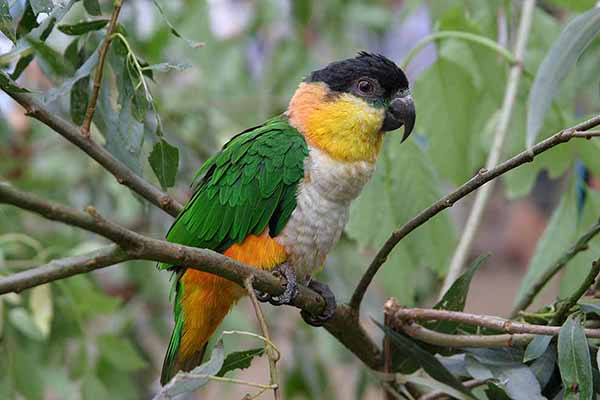 Białobrzuszka czarnogłowa (Pionites melanocephalus)