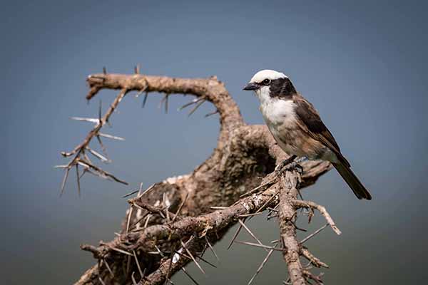 Białoczub białorzytny (Eurocephalus ruppelli)