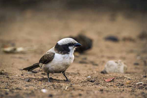 Białoczub maskowy (Eurocephalus anguitimens)