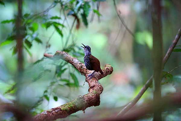 Białopiórek kasztanowaty (Ptilocichla leucogrammica)