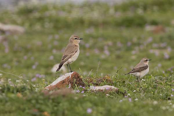 Białorzytka płowa (Oenanthe isabellina)