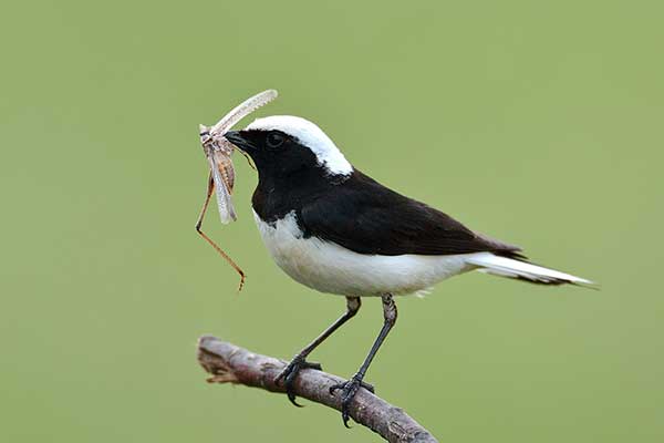 Białorzytka pstra (Oenanthe pleschanka)