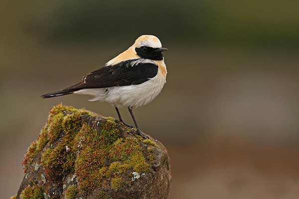 Białorzytka rdzawa (Oenanthe hispanica)