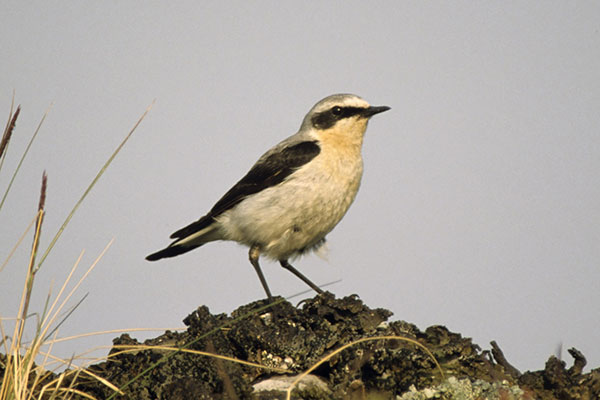 Białorzytka (zwyczajna) (Oenanthe oenanthe)