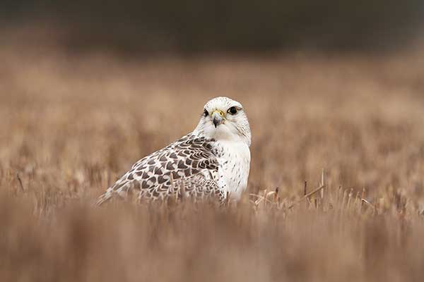 Białozór (Falco rusticolus)