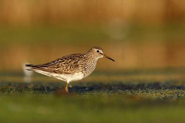 Biegus arktyczny (Calidris melanotos)