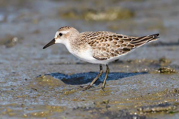 Biegus białorzytny (Calidris fuscicollis)