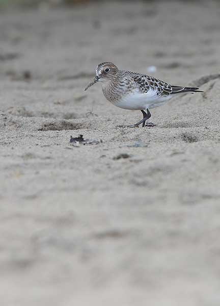 Biegus długoskrzydły (Calidris bairdii)