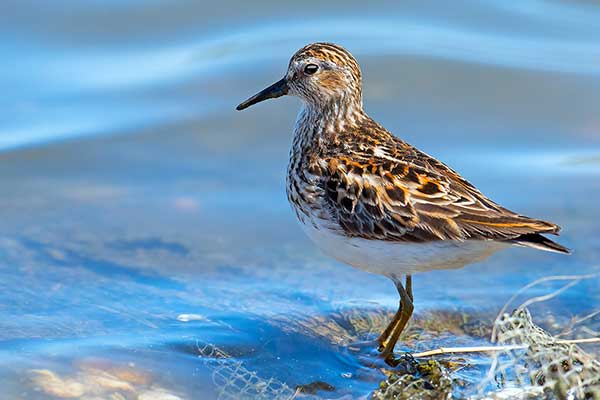 Biegus karłowaty (Calidris minutilla)