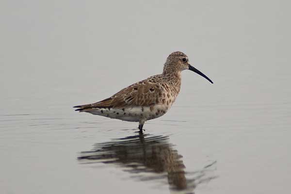 Biegus krzywodzioby (Calidris ferruginea)