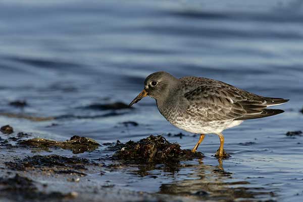 Biegus morski (Calidris maritima)