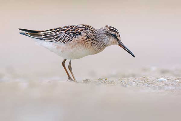 Biegus płaskodzioby (Calidris falcinellus)