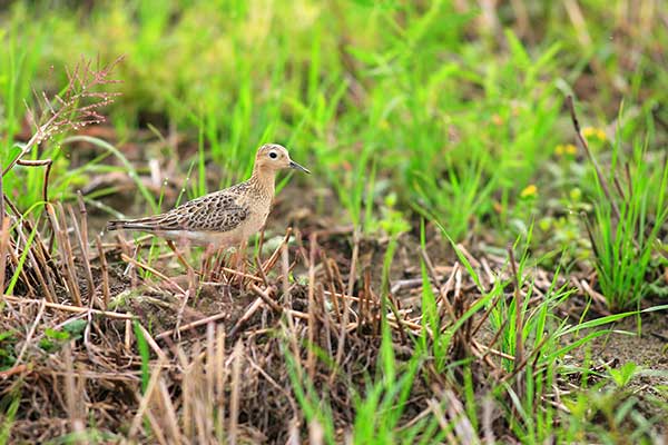 Biegus płowy (Calidris subruficollis)