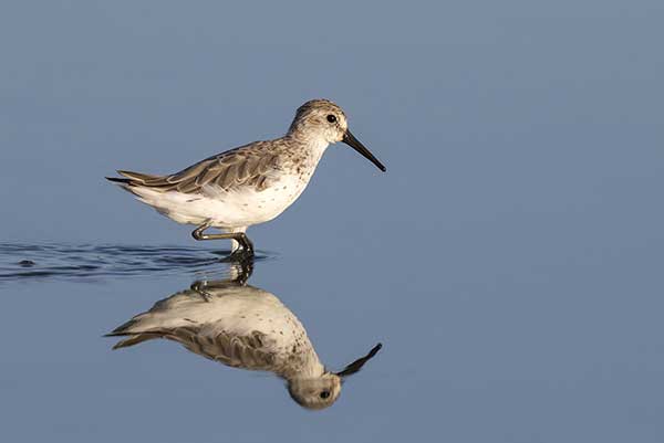 Biegus tundrowy (Calidris pusilla)