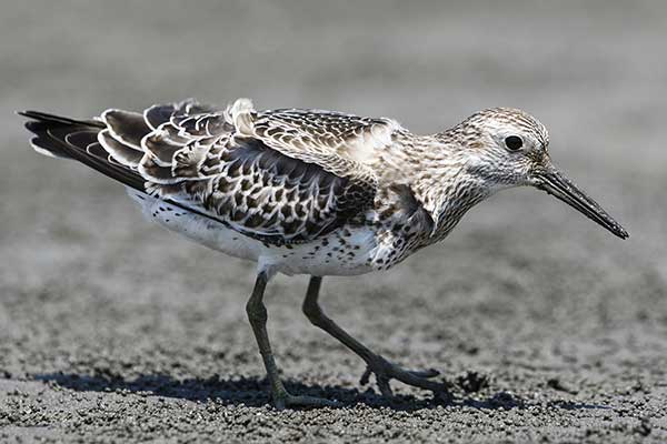 Biegus wielki (Calidris tenuirostris)