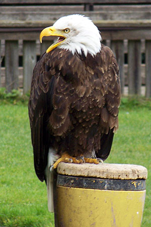 Bielik amerykański (Haliaeetus leucocephalus)