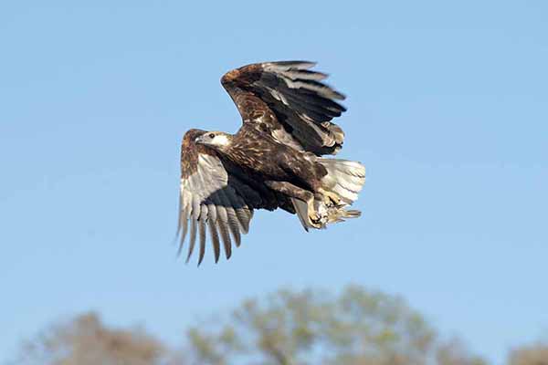 Bielik madagaskarski (Haliaeetus vociferoides)