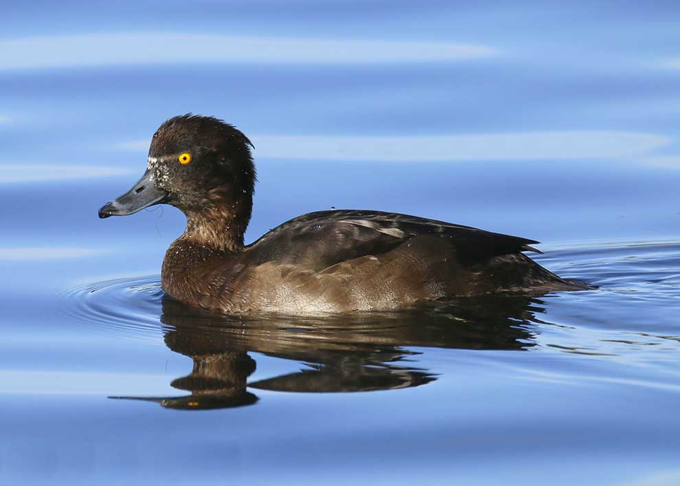 czernica (Aythya fuligula)