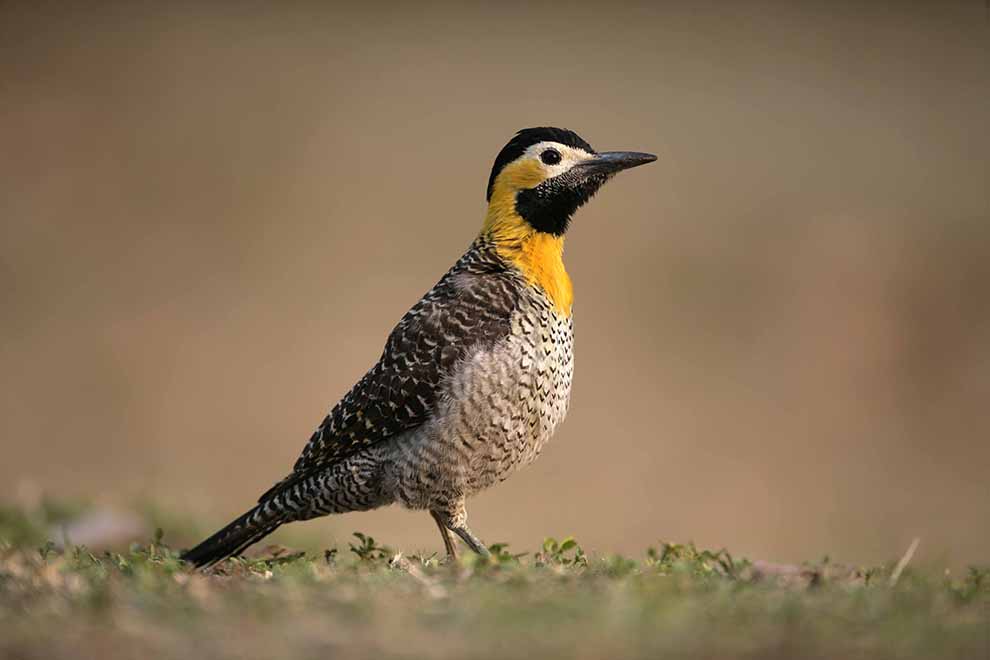 dzięcioł łąkowy (Colaptes campestris)
