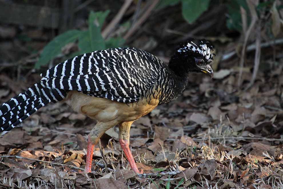 czubacz gołolicy (Crax fasciolata)