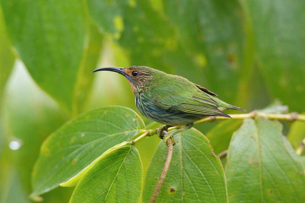 błękitniczek purpurowy (Cyanerpes caeruleus)