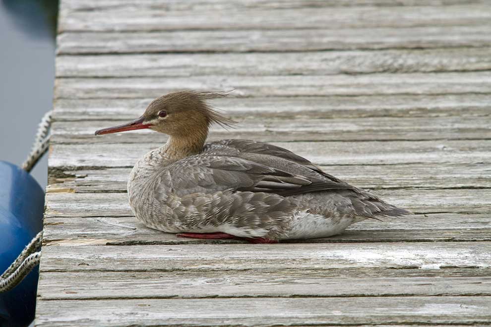 szlachar (Mergus serrator)