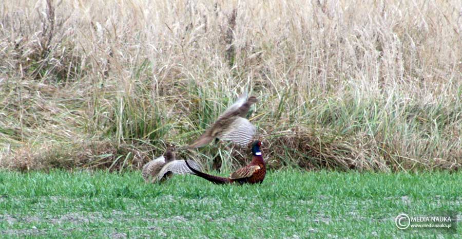 bażant (zwyczajny) (Phasianus colchicus)
