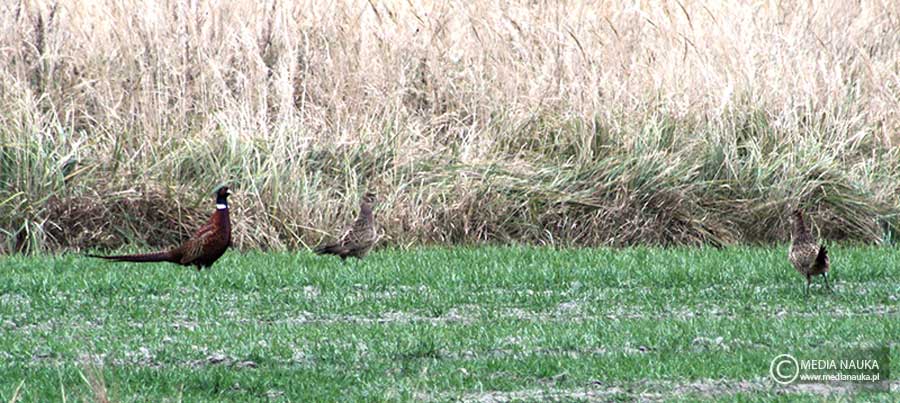 bażant (zwyczajny) (Phasianus colchicus)