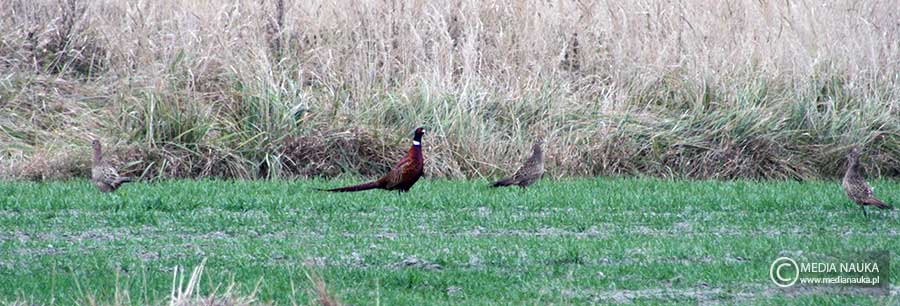 bażant (zwyczajny) (Phasianus colchicus)
