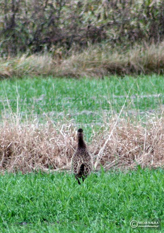 bażant (zwyczajny) (Phasianus colchicus)