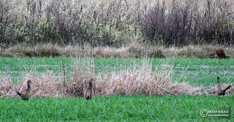 bażant (zwyczajny) (Phasianus colchicus)