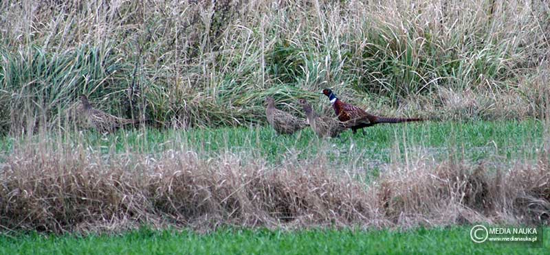 bażant (zwyczajny) (Phasianus colchicus)