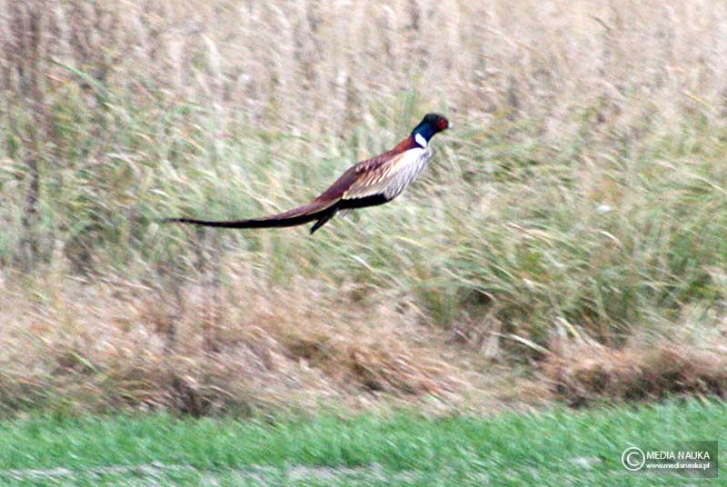 bażant (zwyczajny) (Phasianus colchicus)