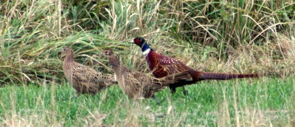 bażant (zwyczajny) (Phasianus colchicus)