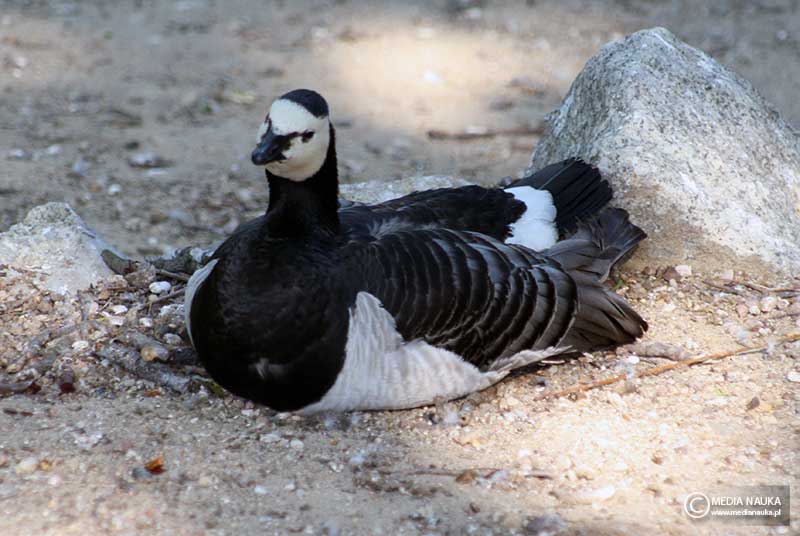 bernikla białolica (Branta leucopsis)