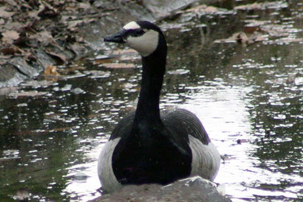 bernikla białolica (Branta leucopsis)