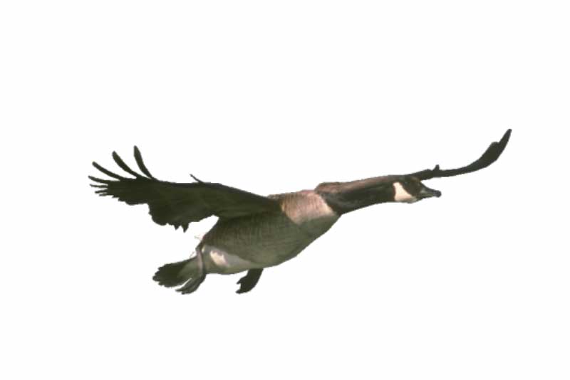 bernikla kanadyjska (Branta canadensis)
